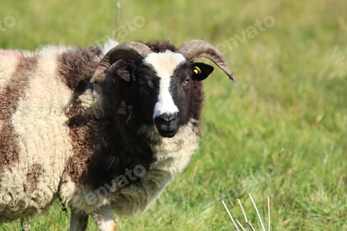 Preview: Close-Up of a Black and White Sheep with Curved Horns in Nature
