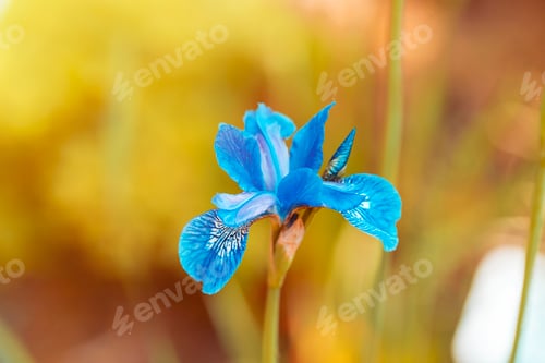 Preview: Blue iris flower blooming in the garden in spring, closeup