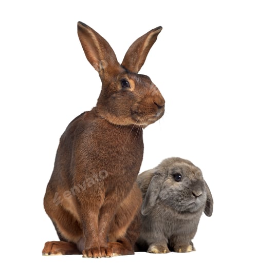 Preview: Holland Lop rabbit and Belgian Hare isolated on white