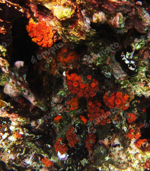 Preview: Amazing underwater world, Underwater world scene.