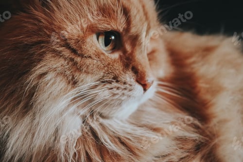 Preview: Ginger cat