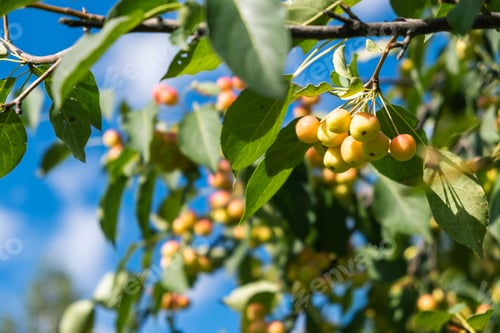 Preview: Many small red apples on the branches apple tree, sunny day,