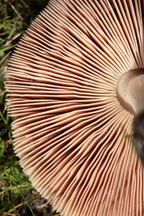 Preview: part of a brown round mushroom