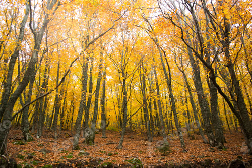 Preview: Autumn trees in the forest, Greece