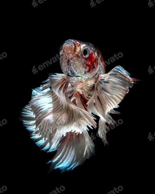 Preview: bettafish