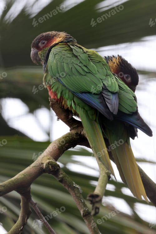 Preview: The ochre-marked parakeet (Pyrrhura cruentata) in the jungle