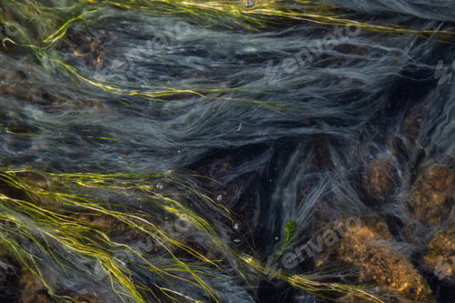 Preview: View of colorful grass in a river of natural Hot Springs at Hot Creek Geological Site