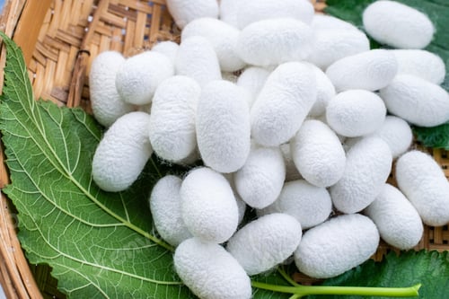 Preview: white silk cocoon, silky, fiber