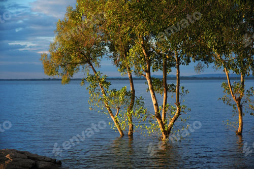 Preview: The trees on the lake