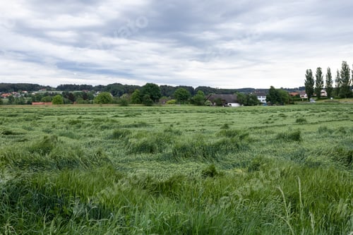 Preview: Windswept rye on a green field. In the future, rural houses. Gloomy gray sky in bad weather.
