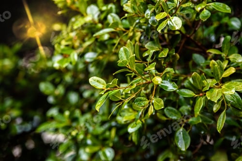 Preview: Green leaves of a tree in spring, leafy and wet.