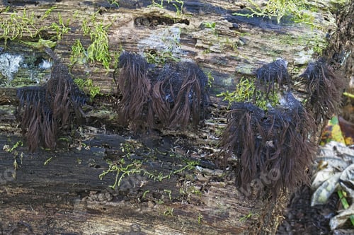 Preview: Chocolate Tube Slime Molds (Stemonitis Splendens). Called Hairy Stemonitis Also