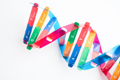 Preview: DNA or Deoxyribonucleic acid is a double helix chains structure
