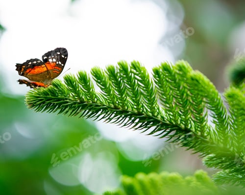 Preview: Close-up shot of a Anartia amathea butterfly perched atop a green fern