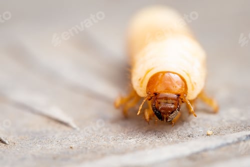 Preview: Closeup of a stag beetle on the floor