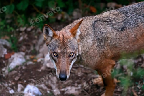 Preview: Wolf portrait in the foreground.
