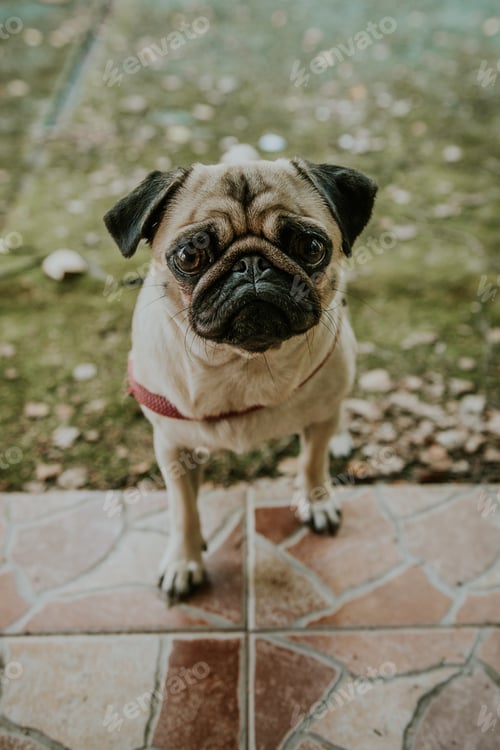 Preview: Pug dog begging to come inside the house