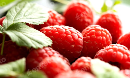 Preview: Fresh red raspberries