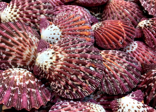 Preview: background of shells