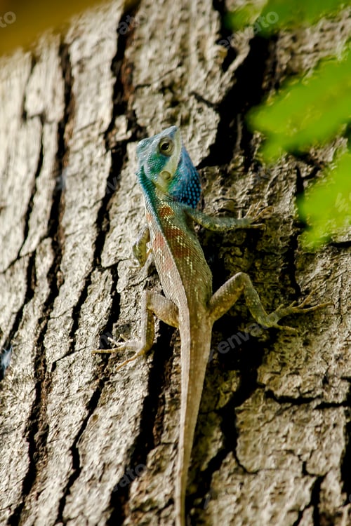 Preview: Blue lizard on a tree