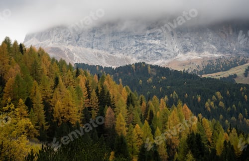 Preview: Yellow larches glowing on the edge of the rocky mountain. DolomiteItaly, Europe