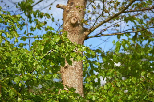 Preview: The forest in early spring