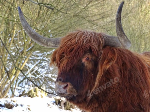 Preview: head of scottish highlander