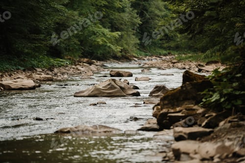 Preview: River flowing through lush green forest in summer