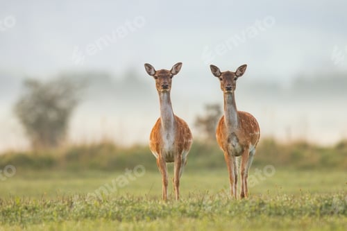 Preview: Two female fallow deer in autumn colors at sunrise
