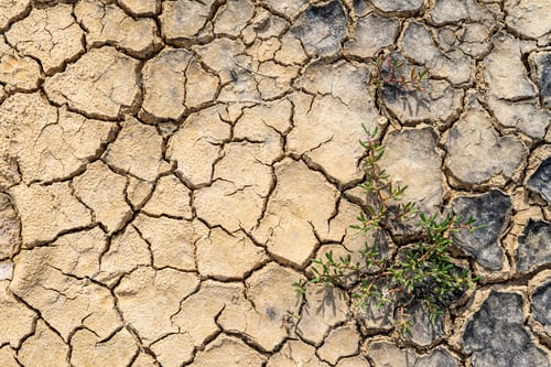 Preview: Creeping plants in dry cracked mud during the dry season