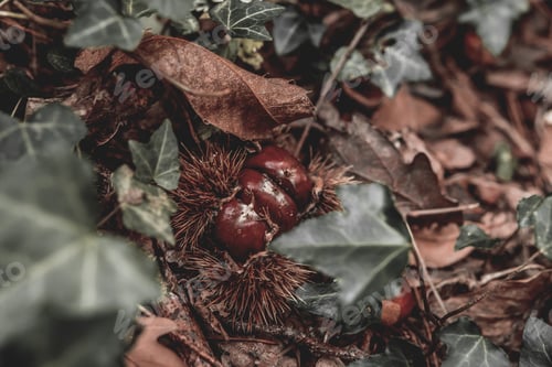 Preview: High angle closeup shot of chestnuts on the ground with fallen leaves