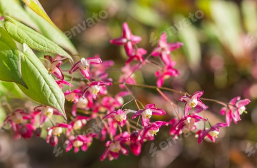 Preview: epimedium flourishing in the botanical garden