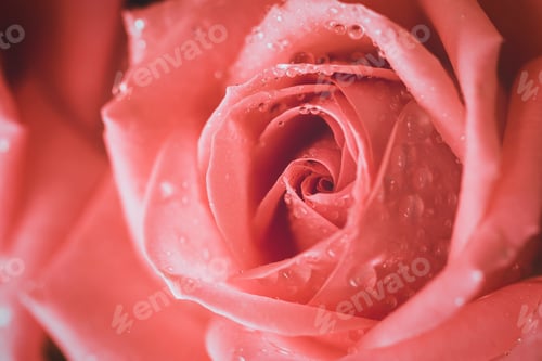 Preview: Natural floral background. Pink blooming rose. Taken with macro lens stacked.
