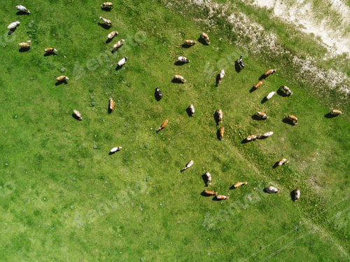 Preview: Aerial view of cows herd grazing on pasture