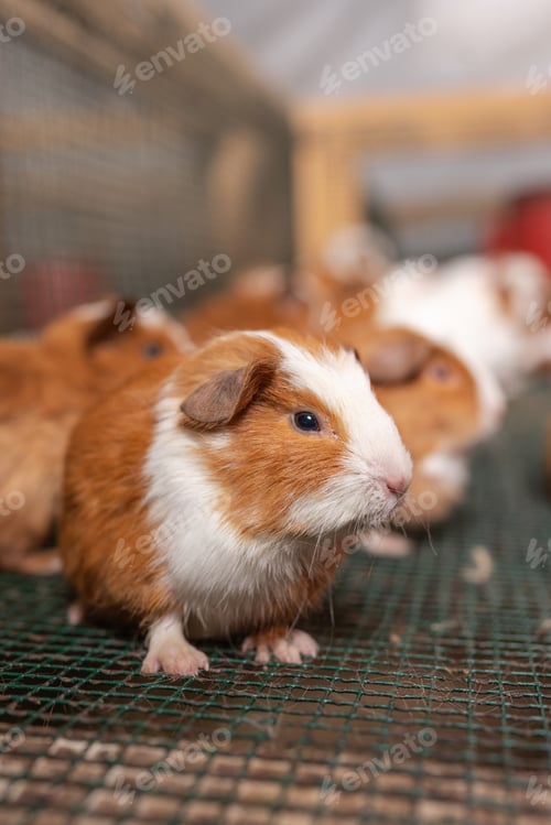 Preview: Vertical photo of a guinea pig inside a cage in a farm