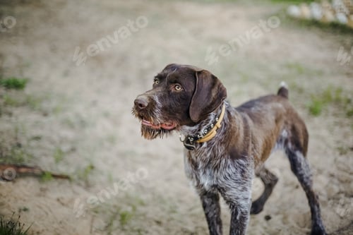 Preview: German Wirehaired Pointer Dog. Drathaar