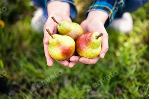 Preview: Pears
