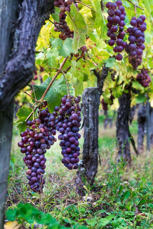 Preview: Ripe grapes in fall in Alsace, France