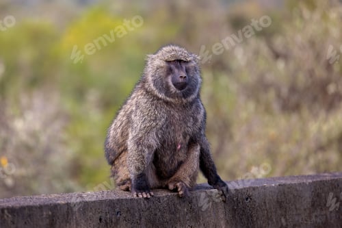 Preview: a monkey sitting on top of a stone ledge near the ground