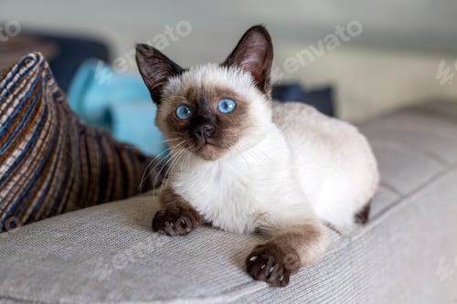 Preview: Cute kitten siamese cat indoor