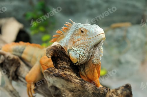 Preview: Iguana