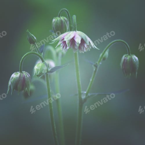 Preview: Close up columbine flower with lens filter