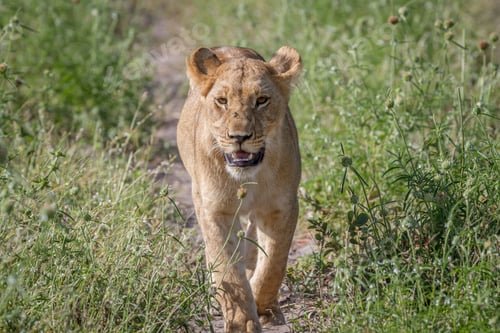 Preview: Lion walking towards the camera.