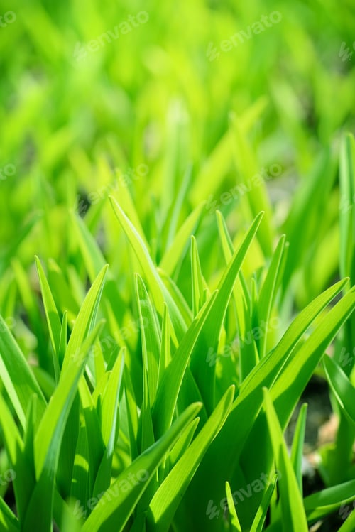 Preview: Green grass background with sunlight