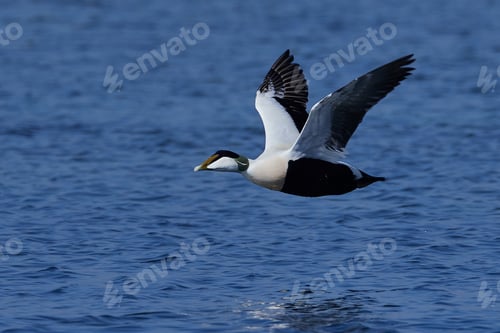 Preview: Common eider (Somateria mollissima)