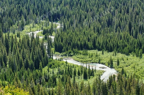 Preview: River and forest in Glacier national park