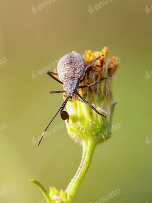 Preview: Anasa tristis is a species of bug in the family Coreidae.