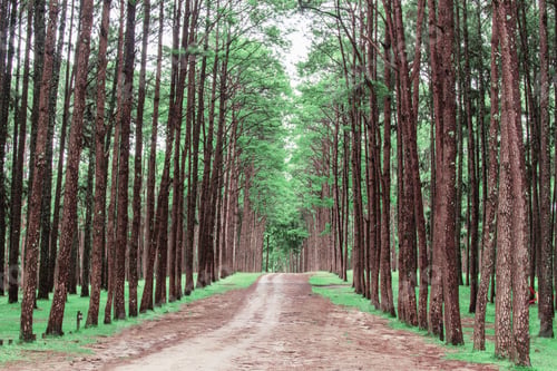 Preview: Pine groves in the jungle