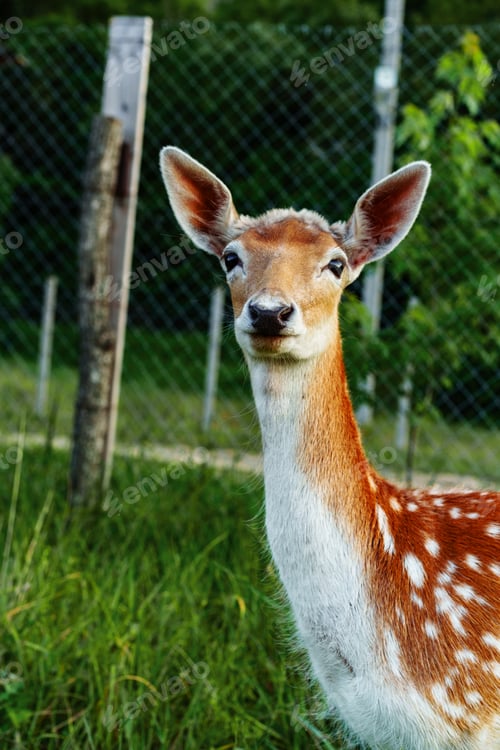 Preview: Fallow deer stands gracefully in a green meadow near a fence under bright daylight