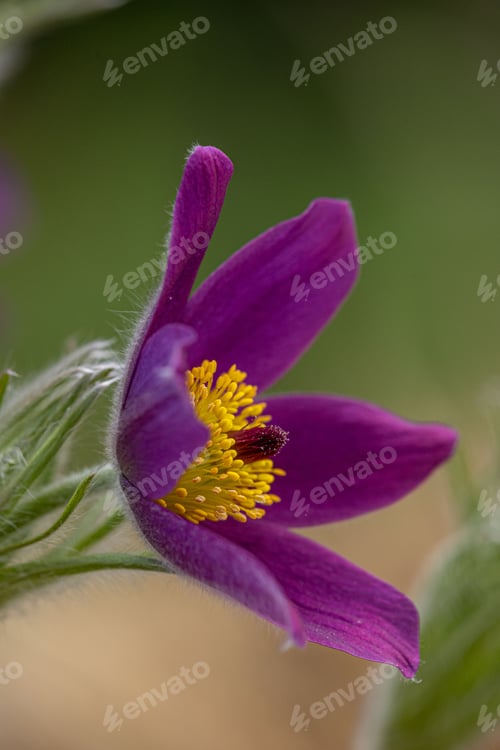 Preview: a flower is growing in a garden, with leaves around it